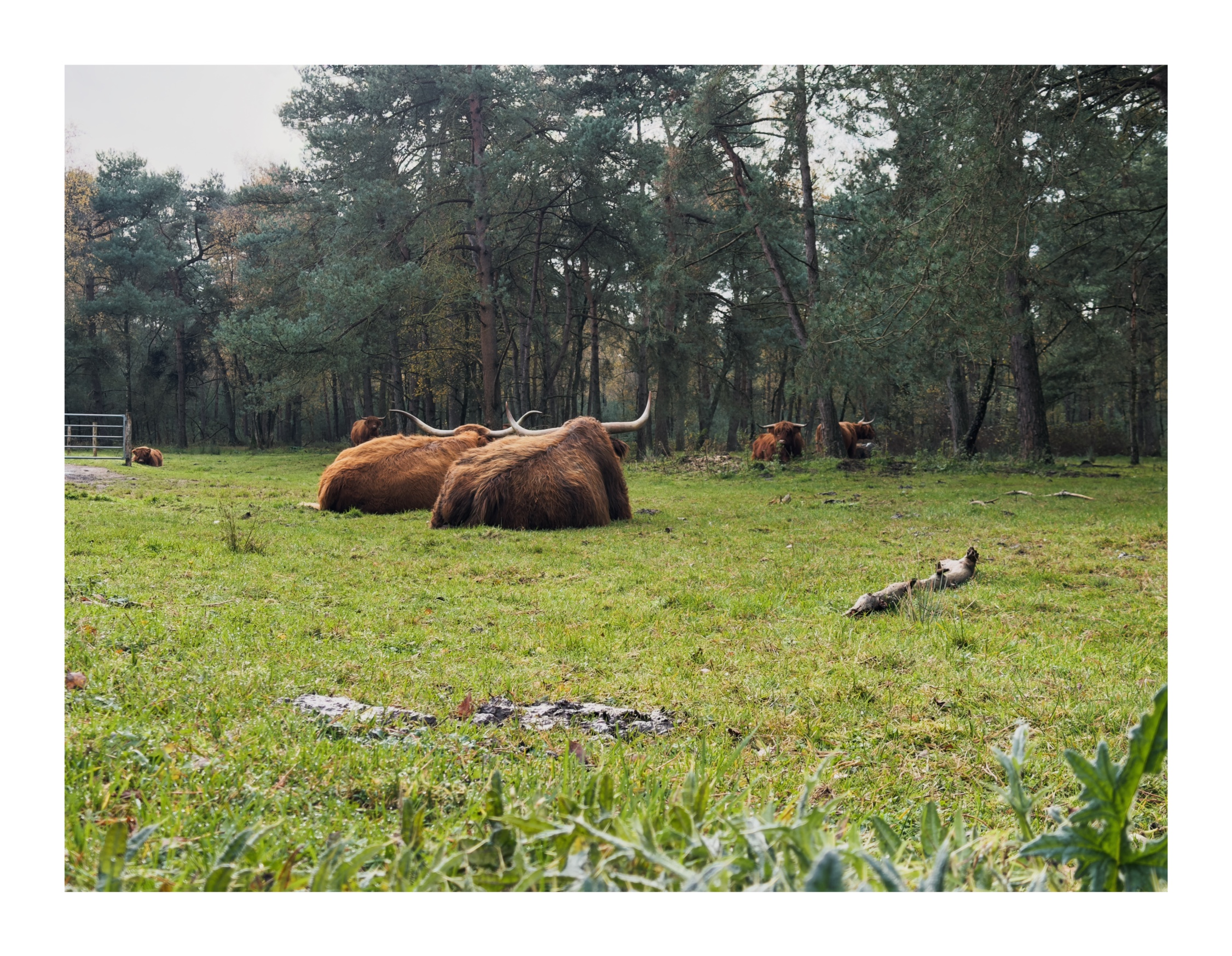 Scottish highlanders in Veluwe